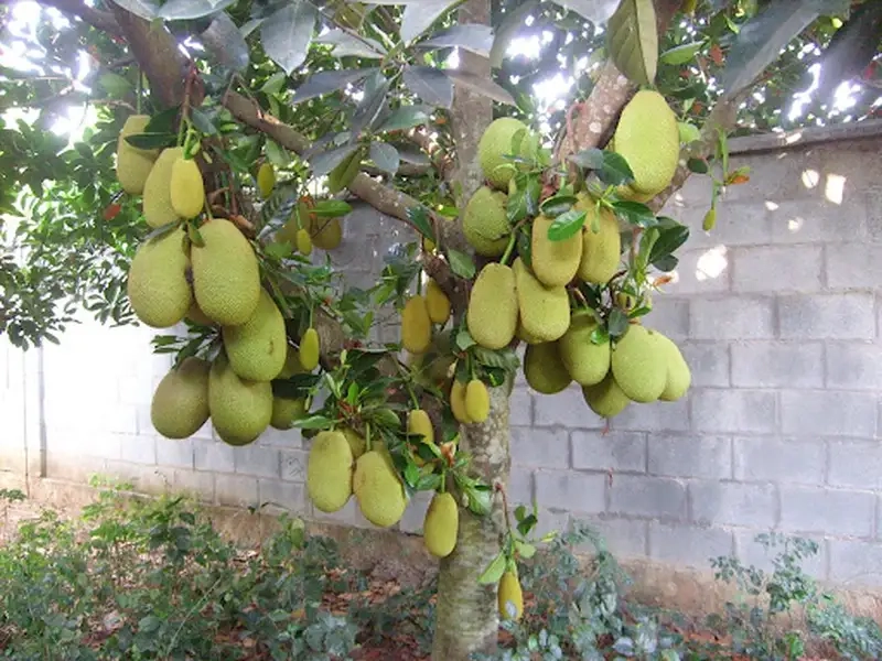 Khám phá vẻ đẹp tự nhiên của Cây mít trong vườn nhà bạn