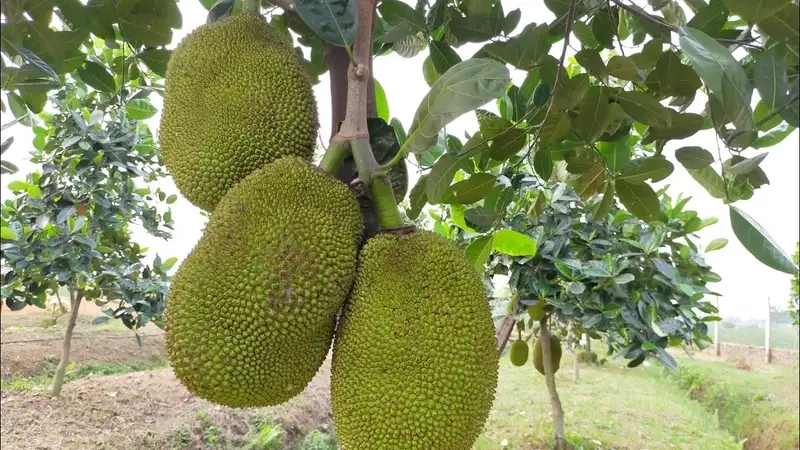 Tận hưởng hương vị ngọt lành từ Cây mít ruột đỏ