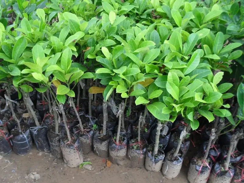 Tạo không gian xanh với Cây mít cảnh đẹp mắt