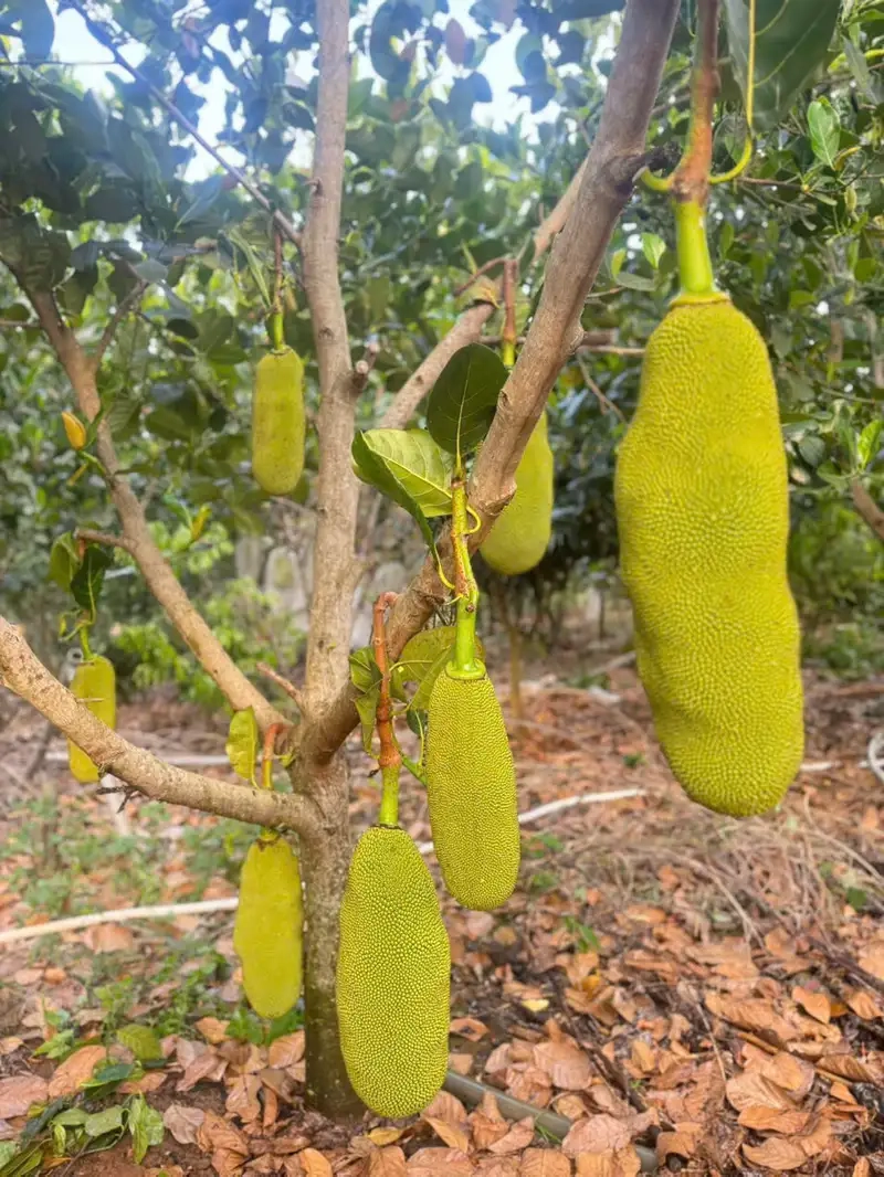 Trang trí không gian nhỏ xinh với Cây mít mini