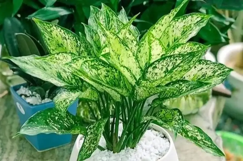 Cây ngọc ngân trồng nước giúp không gian thêm sinh khí