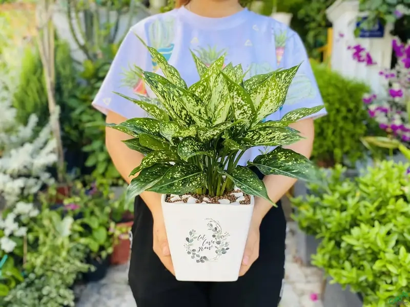 Kinh nghiệm chăm sóc Cây ngọc ngân xanh tốt 