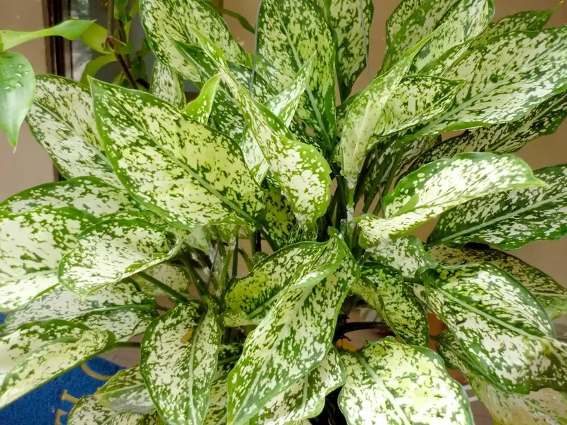 Cây ngọc ngân xanh tươi tô điểm không gian sống