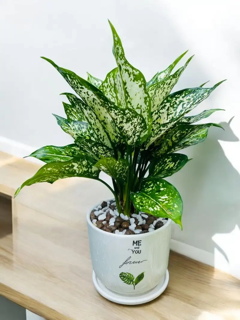 Cây cảnh ngọc ngân mang vẻ đẹp tự nhiên trong nhà