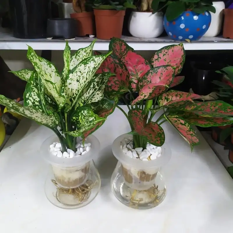 Ngọc ngân tượng trưng may mắn và tài lộc trong nhà
