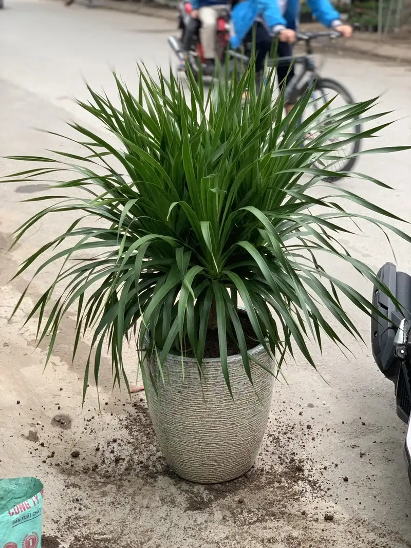 Kinh nghiệm chăm sóc cây phát triển tốt