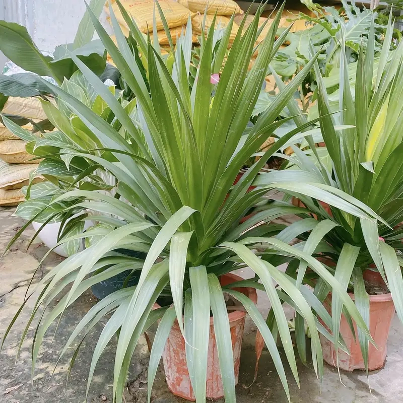 Chiêm ngưỡng phát tài núi ra hoa rực rỡ đầy may mắn