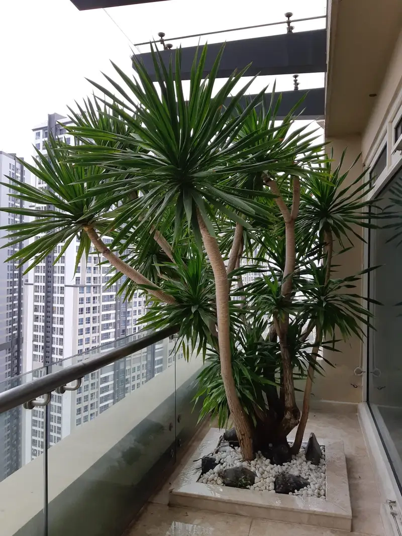 Khám phá hình ảnh cây cảnh phát tài núi xanh mát và phong thủy