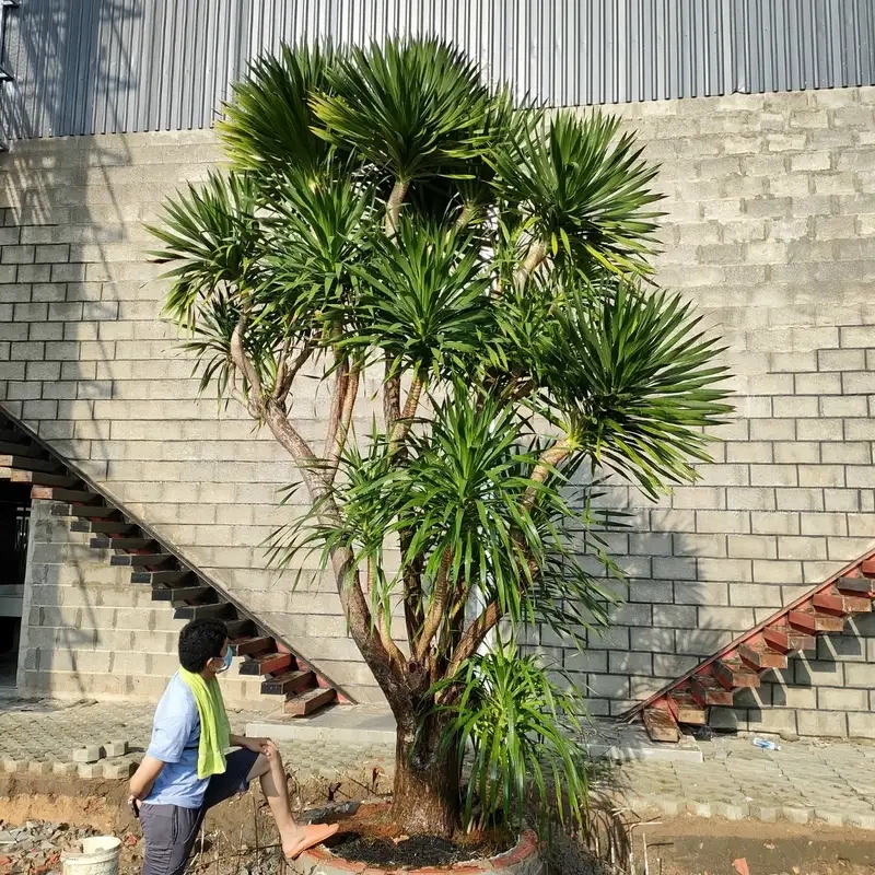 Khám phá ý nghĩa cây phát tài núi trong cuộc sống