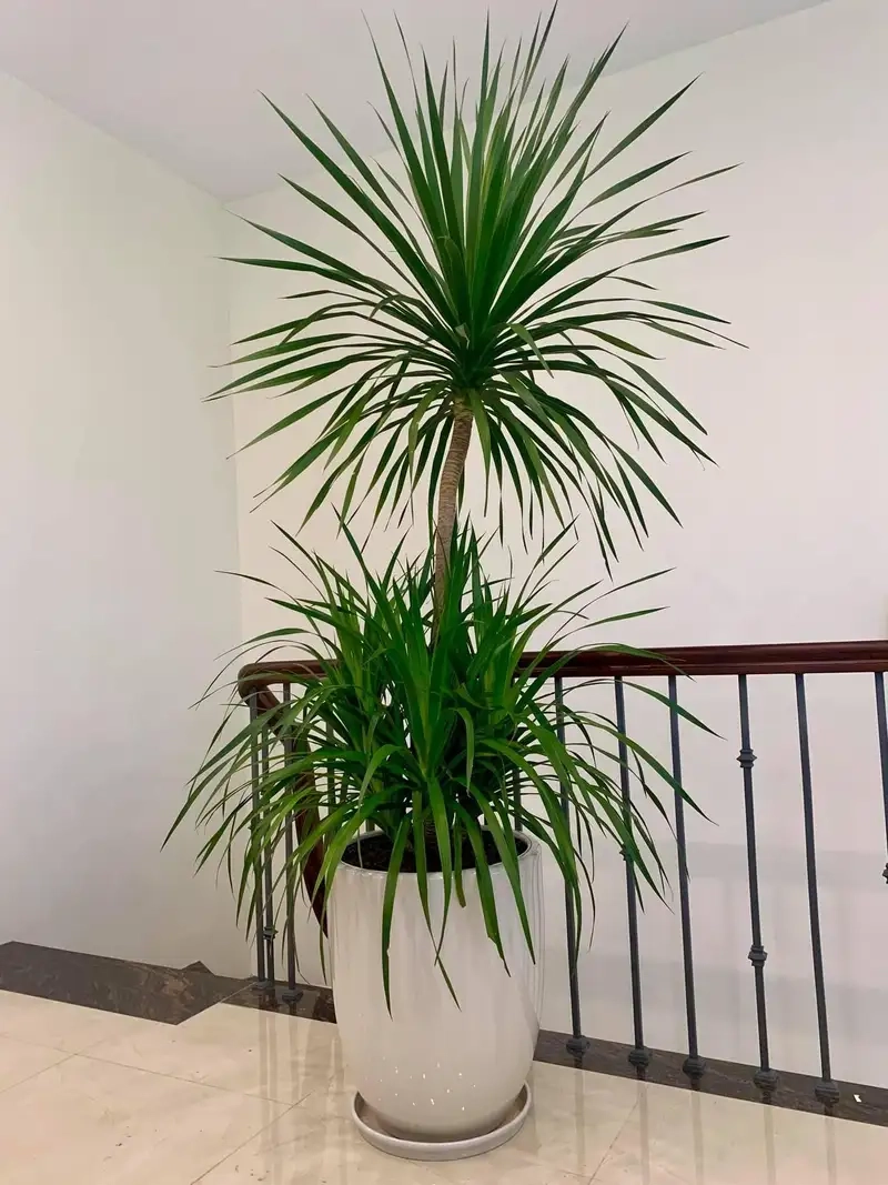 Tìm hiểu nguồn gốc cây phát tài núi và ý nghĩa phong thủy