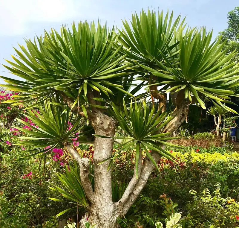 Chiêm ngưỡng hình ảnh cây phát tài núi đẹp tự nhiên