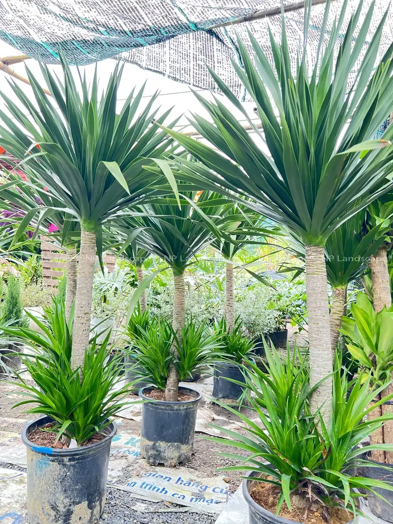 Trang trí không gian với cây kim phát tài núi may mắn