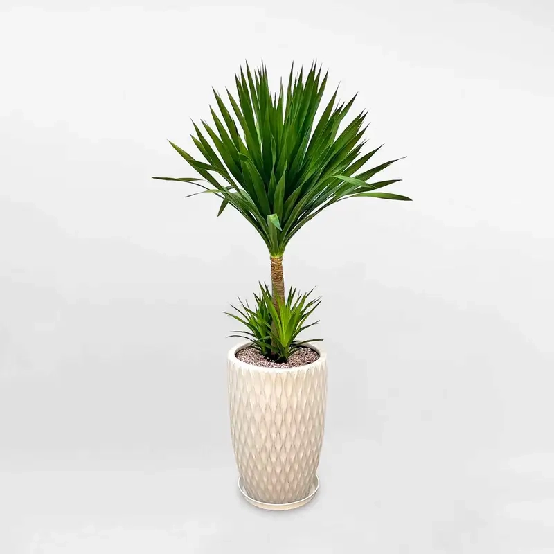 Trang trí bàn làm việc với cây thần tài núi thu hút tài lộc