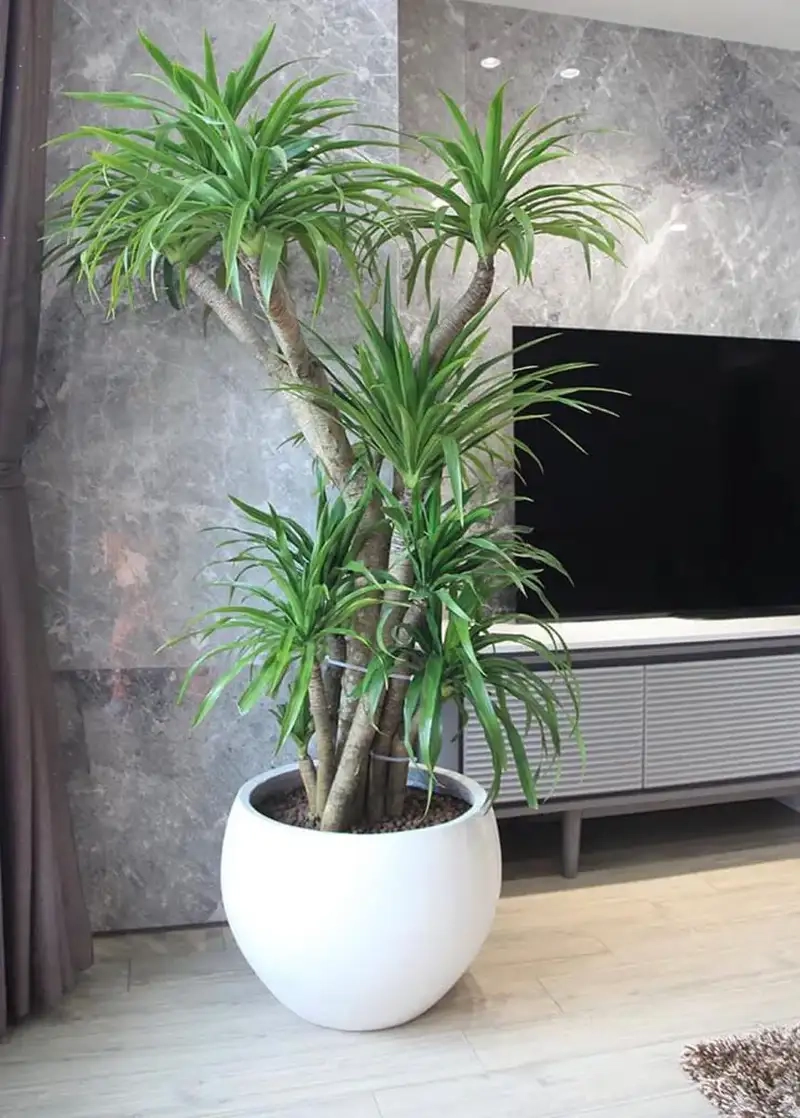 Ngắm bông phát tài núi nở đẹp và mang ý nghĩa phong thủy