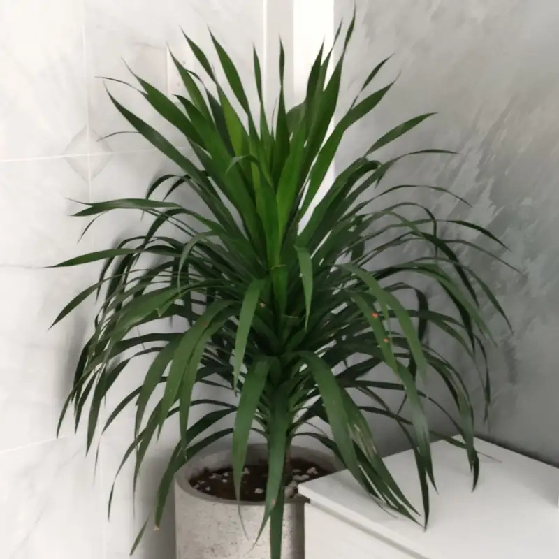 Bí quyết bố trí phong thủy cây phát tài núi hút tài lộc