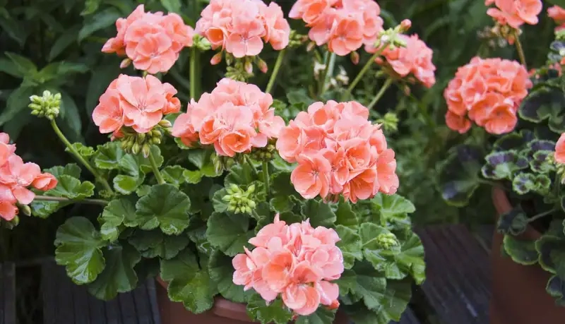 Chọn cây giống hoa phong lữ thảo đẹp chuẩn