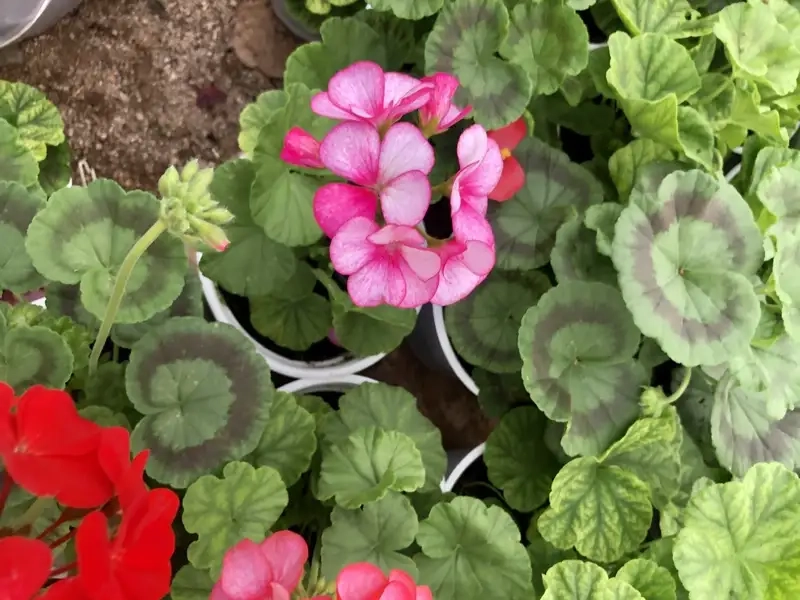 Công dụng và giá trị phong thủy nổi bật