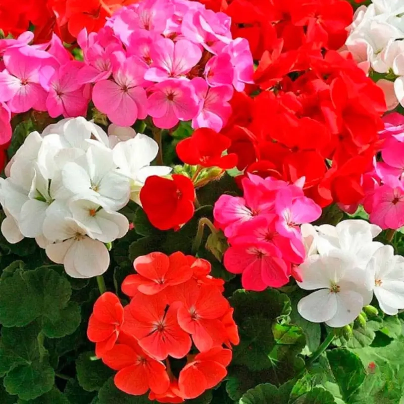 Hướng dẫn trồng hoa phong lữ thảo dễ thành công