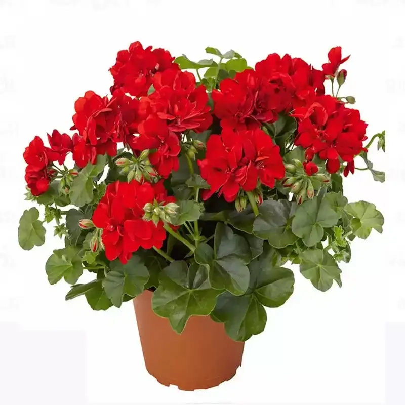 Khám phá ý nghĩa hoa phong lữ thảo trong đời sống