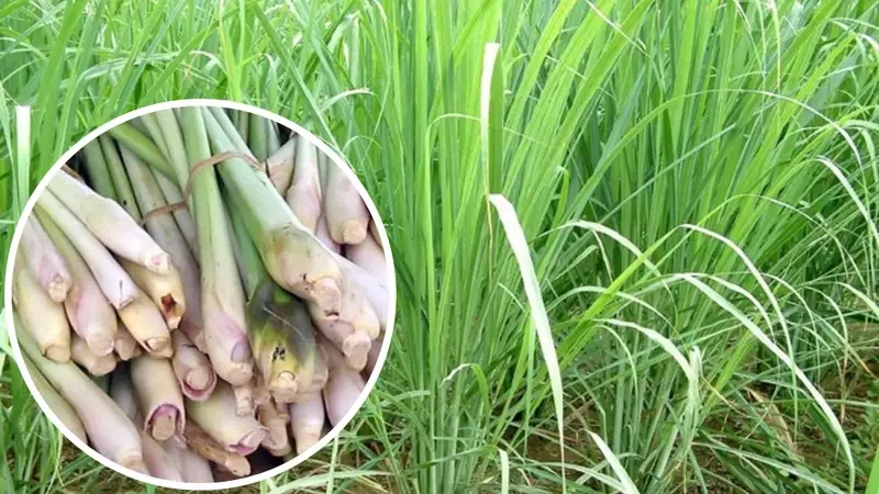 Tìm hiểu Cây sả hay cây sả trong vườn