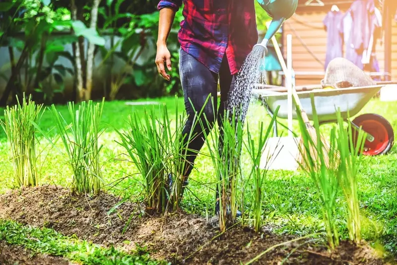 Ngắm Cây sả hương thơm mát tự nhiên