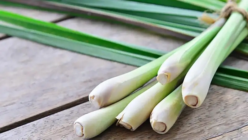 Khám phá Cây xả hay sả trong vườn nhà