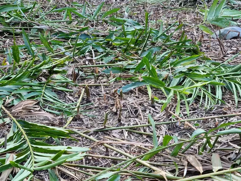 Kinh nghiệm sử dụng cây sa nhân an toàn