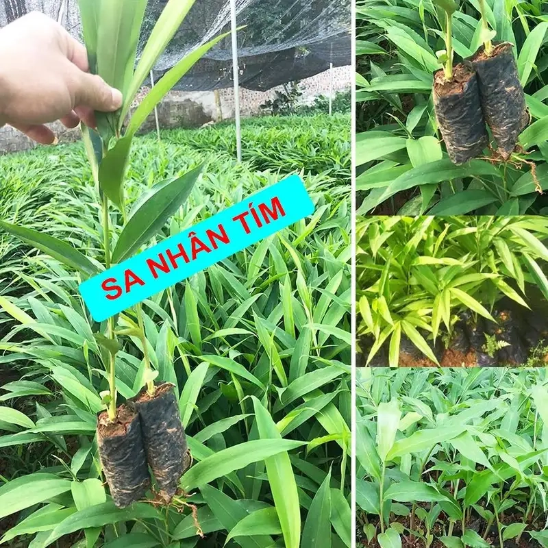 Trải nghiệm cây sa nhân tím rực rỡ đầy sức sống