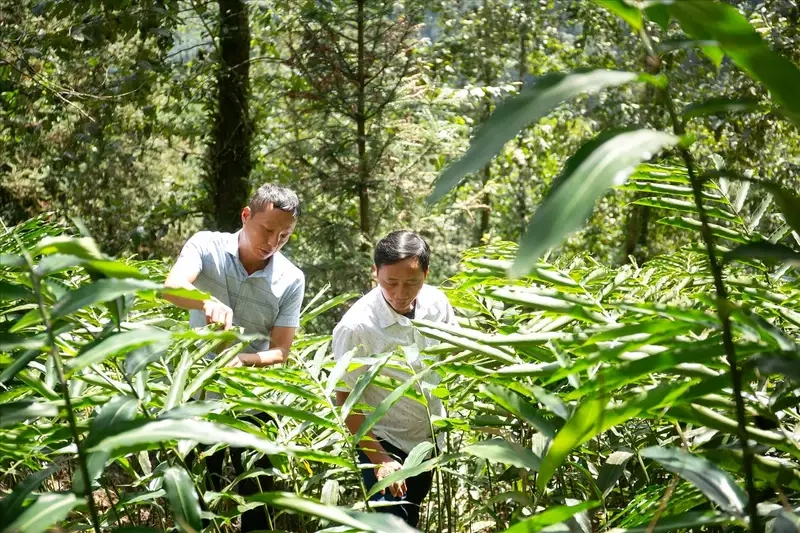 Khám phá cây sa nhân xanh tươi mát giữa rừng nguyên sinh