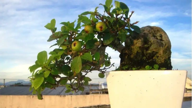 Đặc điểm nổi bật của cây sung cảnh