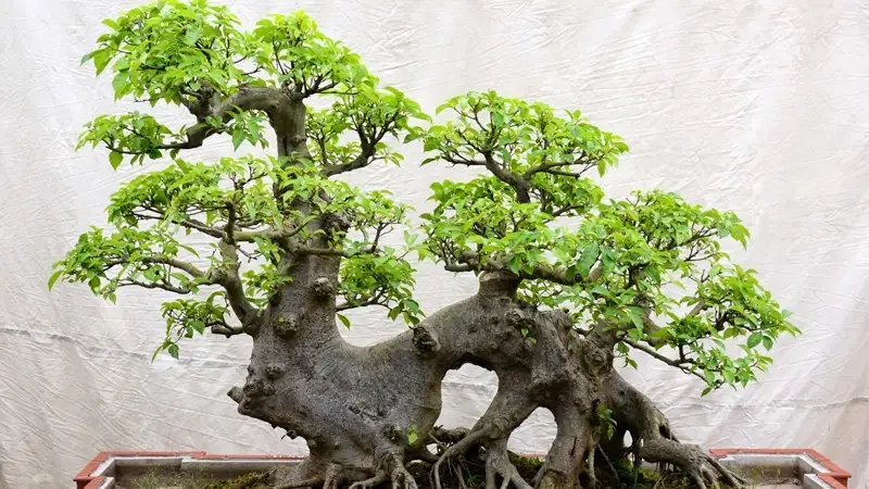 Cách trồng và chăm sóc cây sung cảnh