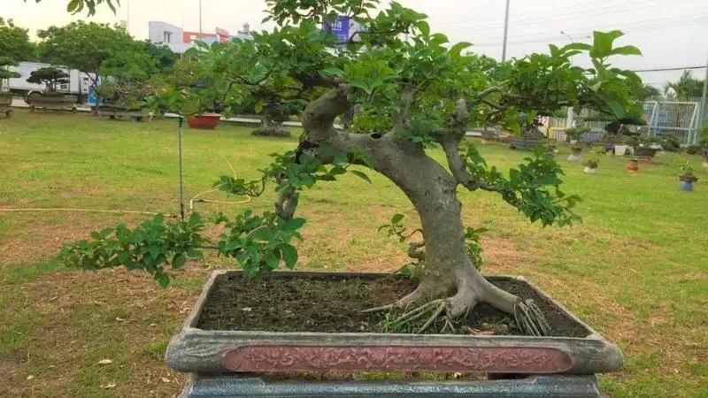 Chăm sóc cây sung cảnh mỗi ngày giúp cây ra lá xanh đẹp