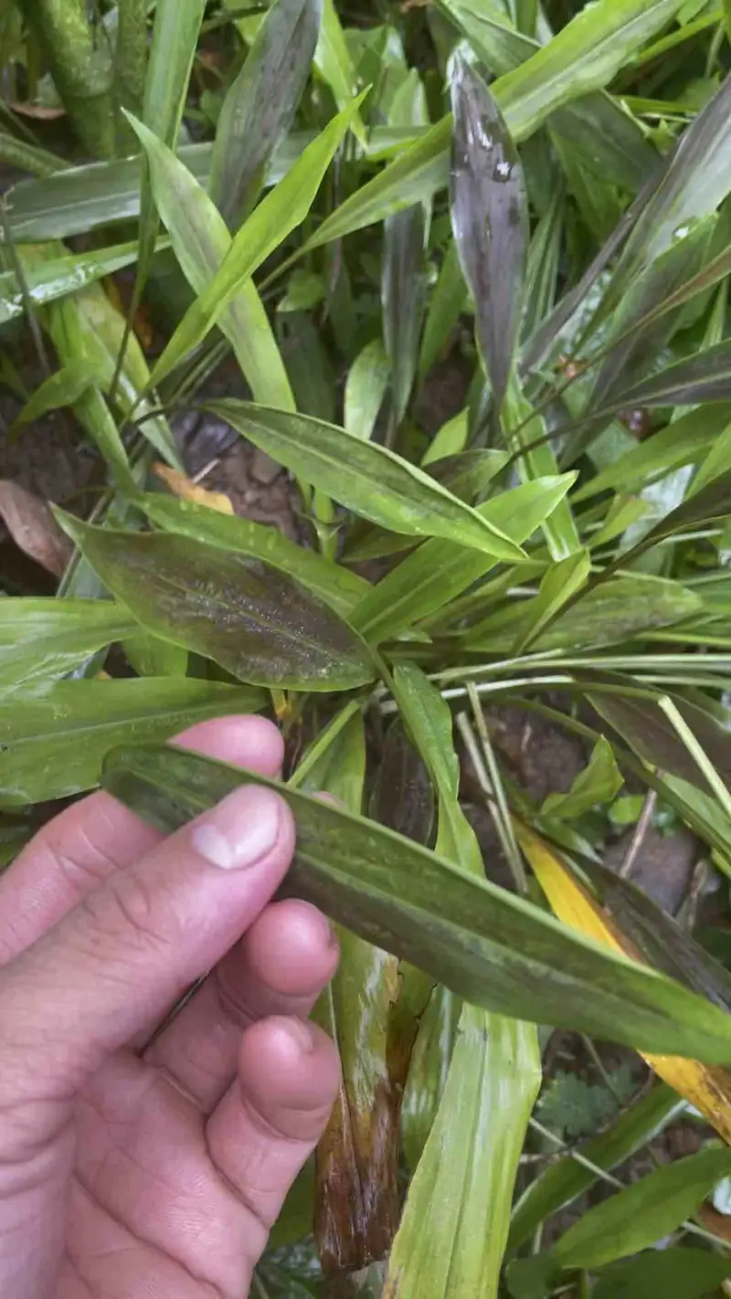 Hình ảnh cây tam thất tươi tốt khắp nơi