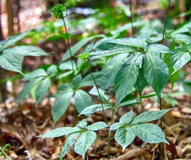 Công dụng cây tam thất tốt cho sức khỏe