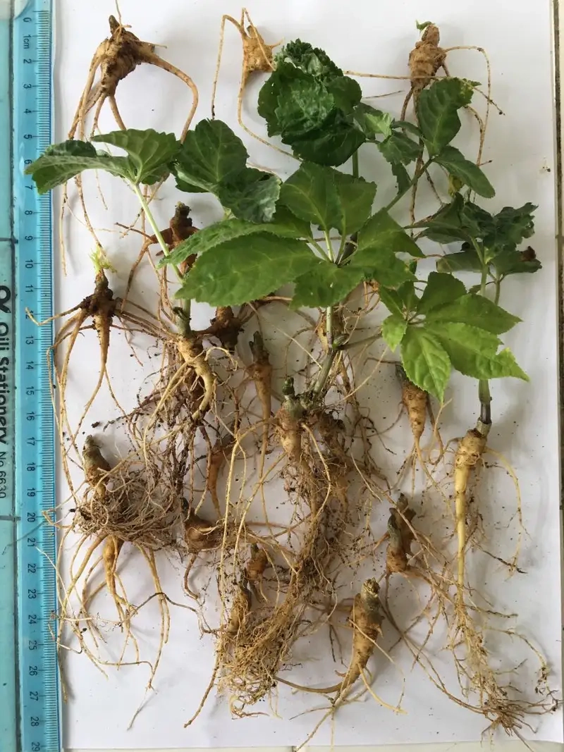 Kinh nghiệm khi dùng cây tam thất