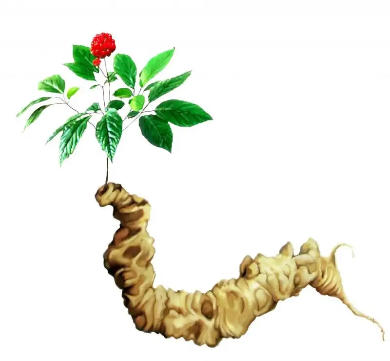 Hình ảnh cây tam thất hoang giữa núi rừng