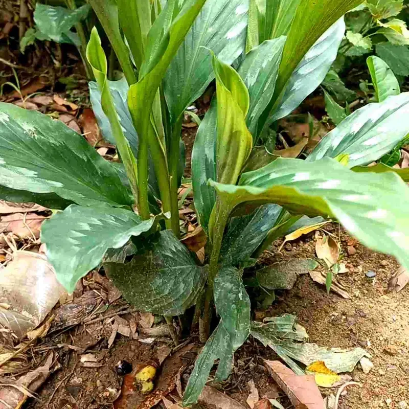 Cây tam thất xanh mướt trong vườn rừng