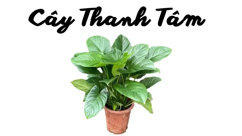Cây Thanh Tâm là gì và giá trị phong thủy