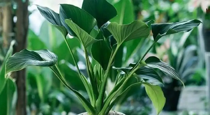 Tìm kiếm hình ảnh cây thanh tâm mới nhất