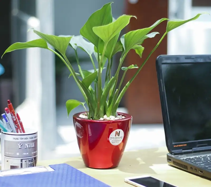 Kinh nghiệm chăm sóc cây Thanh Tâm hiệu quả