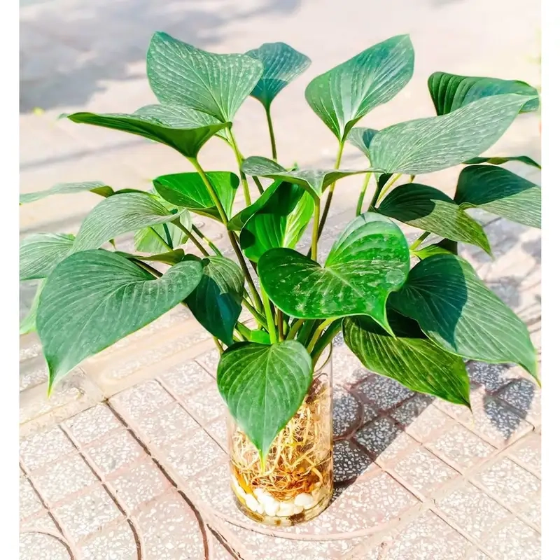 Khám phá bộ sưu tập hình ảnh cây thanh tâm đẹp