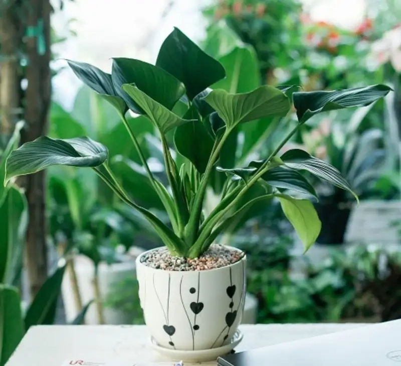 Trang trí nhà với thanh tam bonsai xanh tươi