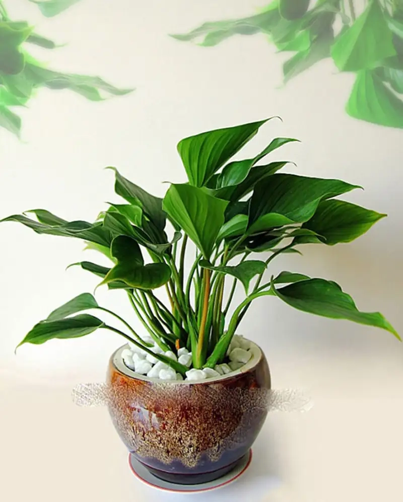 Trải nghiệm vẻ đẹp thanh lịch của thanh tâm bonsai