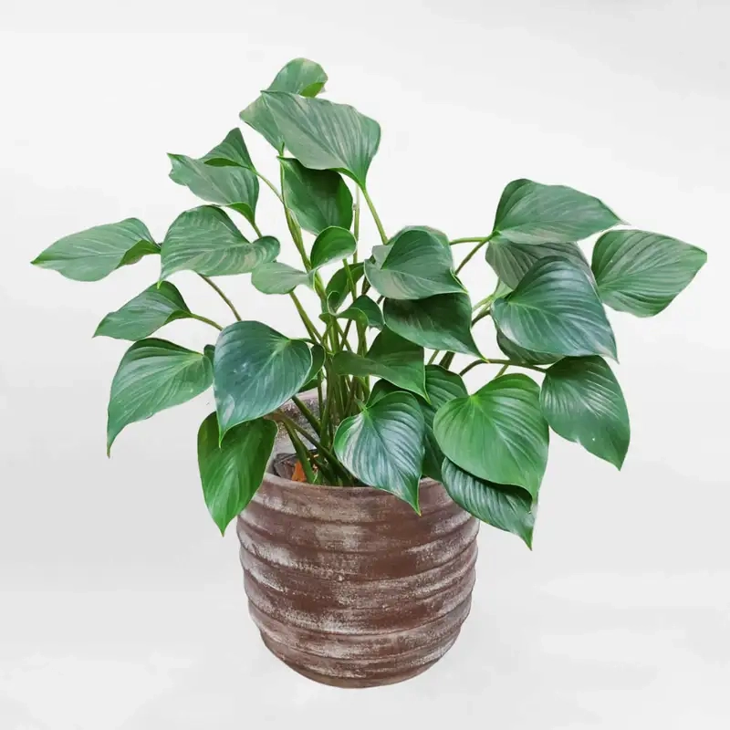 Thêm xanh mát cho không gian với cây thanh tâm để bàn