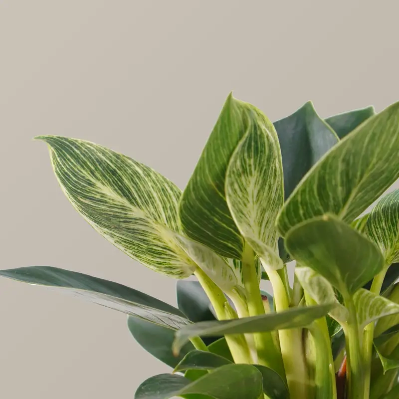 Kinh nghiệm chăm cây từ chuyên gia 