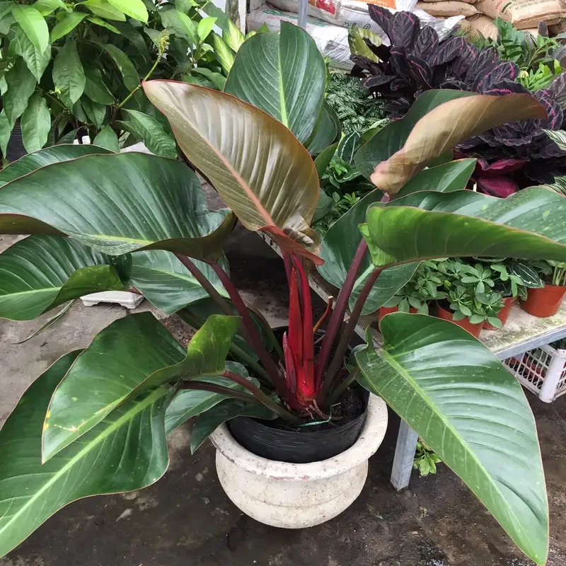 Hình ảnh cây trầu bà đế vương xanh tươi mát và dễ trồng