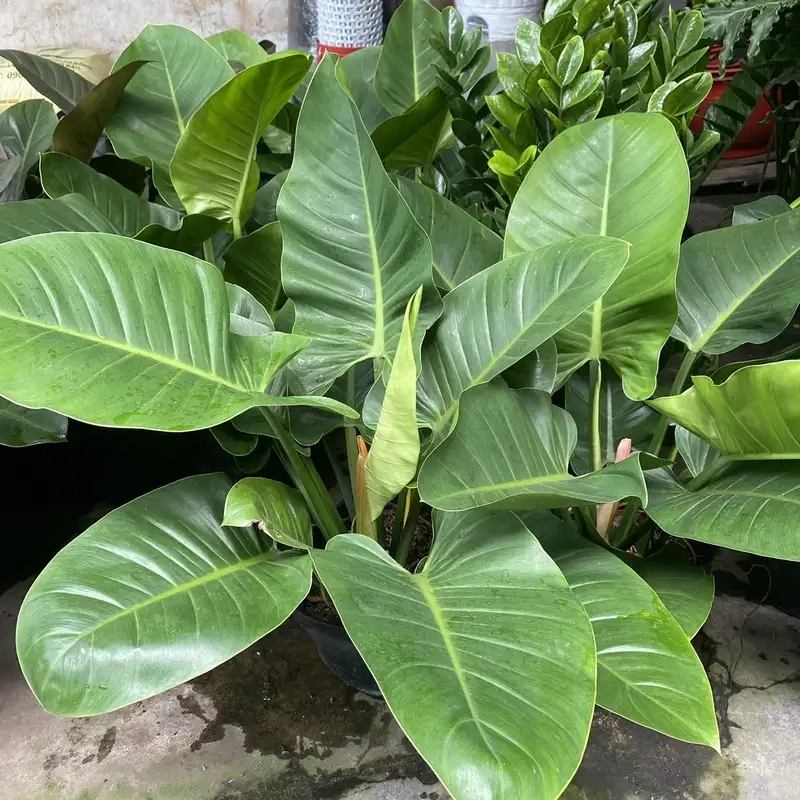 Ý nghĩa cây trầu bà đế vương mang may mắn và tài lộc