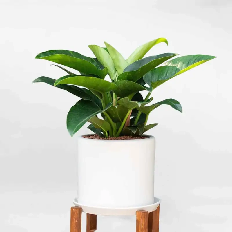 Cây trầu bà đế vương trang trí không gian sống hiện đại