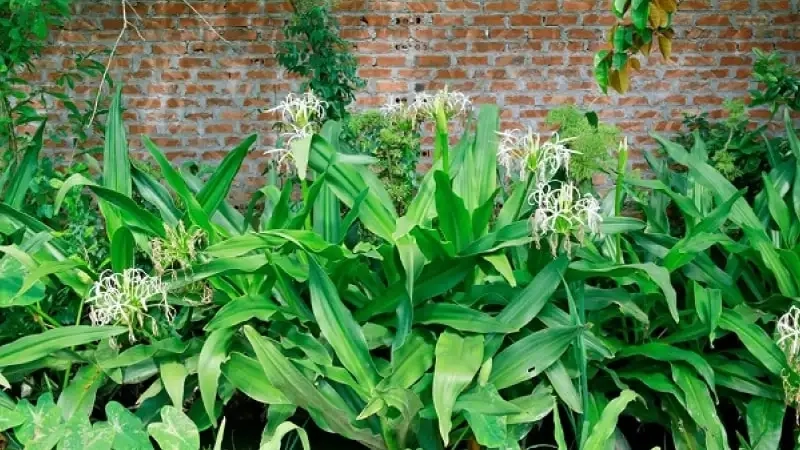 Tìm hiểu ý nghĩa hoa trinh nữ hoàng cung trong phong thủy và đời sống