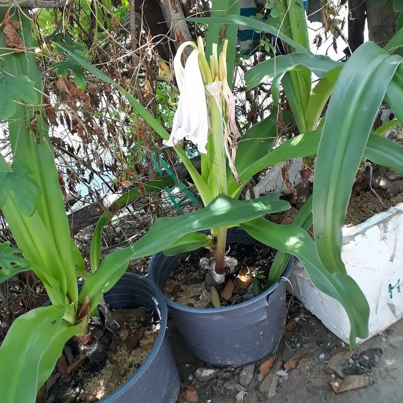 Lá cây trinh nữ hoàng cung xanh mướt mang vẻ đẹp riêng biệt